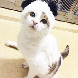 サクラ