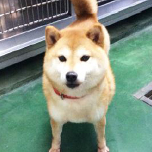 シマ